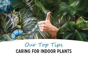 A hand giving a thumbs up in front of a variety of indoor plants with the text overlay 'Our top tips caring for indoor plants'.
