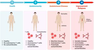 An infographic image that explains the development of autoimmune diseases. The image shows four stages: health, autoimmunity, autoimmune disease, and improvement/relapses.